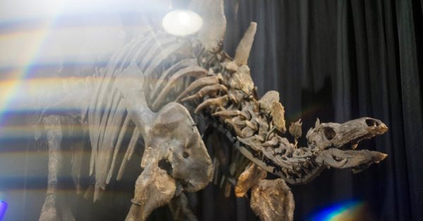 Apex, the Largest Stegosaurus Fossil Ever Found, Heads to Auction